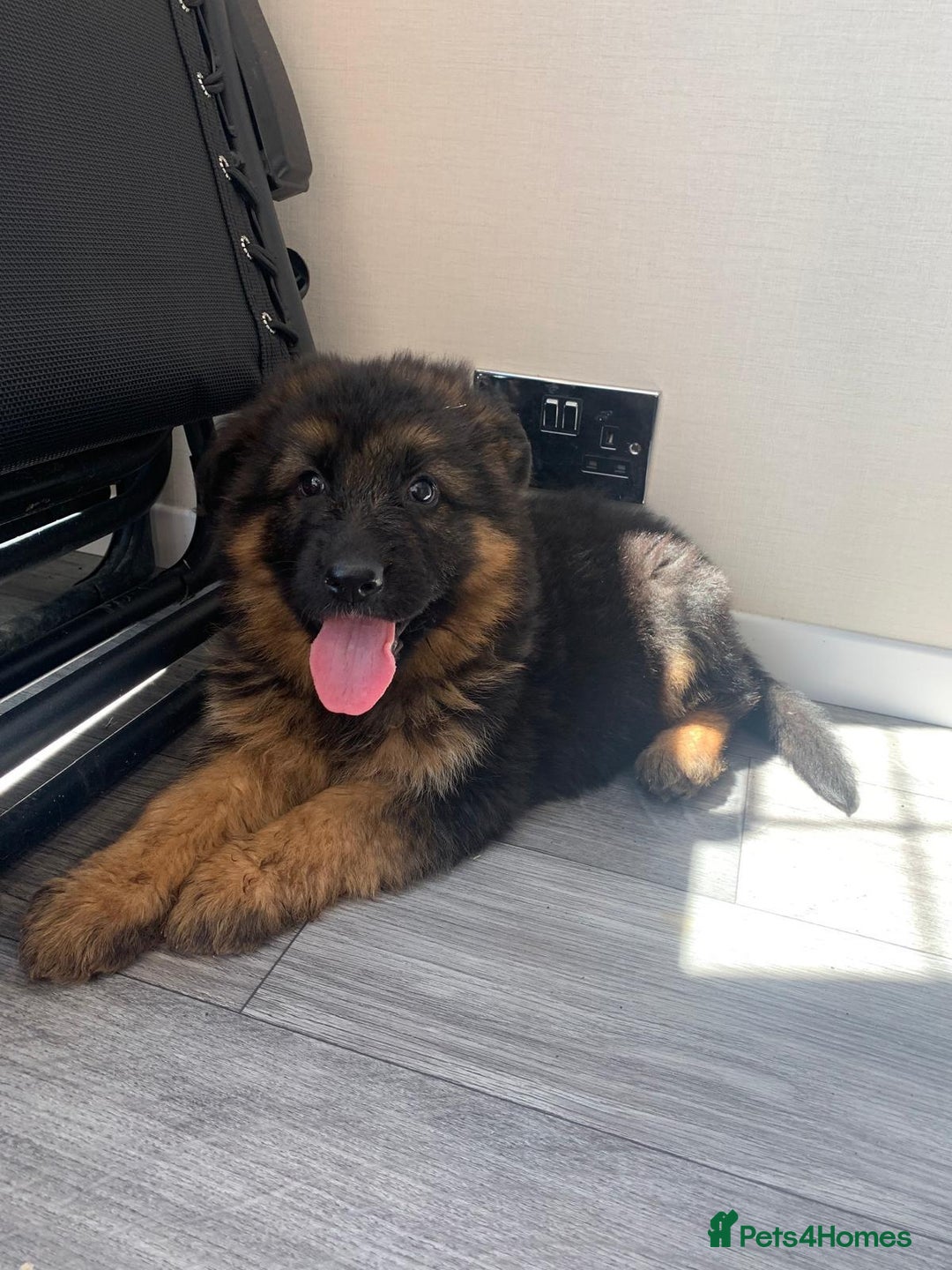 German Shepherd dogs for sale: German shepherd  - Image 5