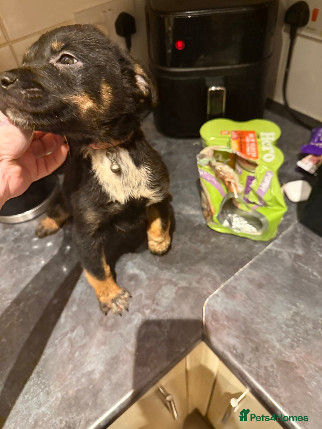 Mixed Breed dogs for sale: Cross breed Rottweiler puppies  - Advert 14