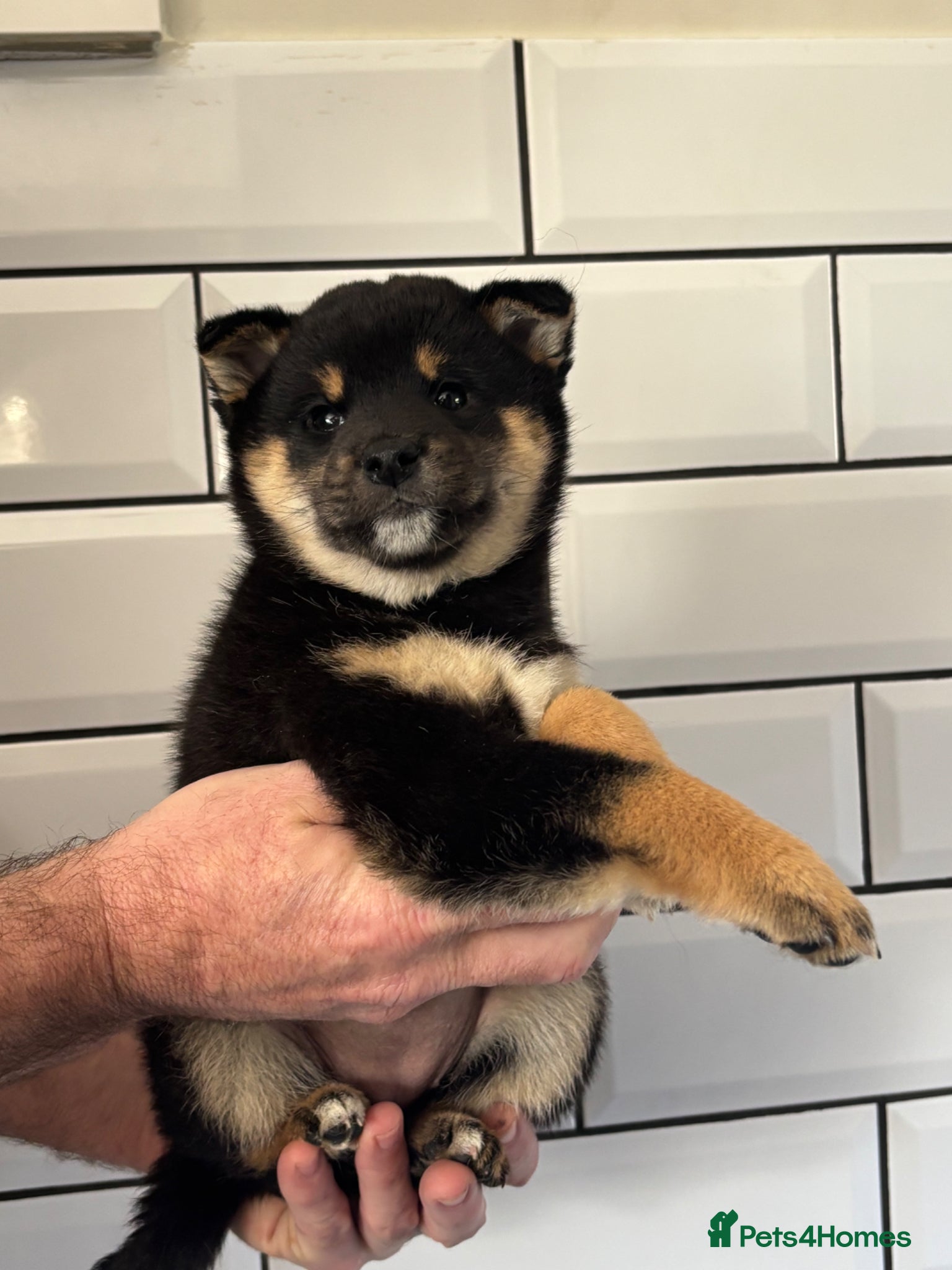 Japanese Shiba Inu dogs KC registered champion line Shiba Inu puppies  - Advert 2