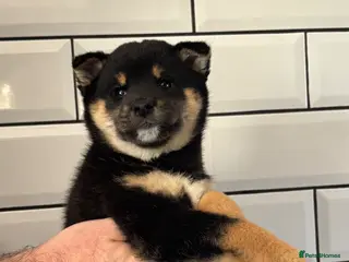 Japanese Shiba Inu dogs KC registered champion line Shiba Inu puppies - Advert 2