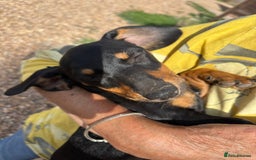 Mixed Breed dogs for sale: Daschund X Jack Russell Puppies  - Image 10