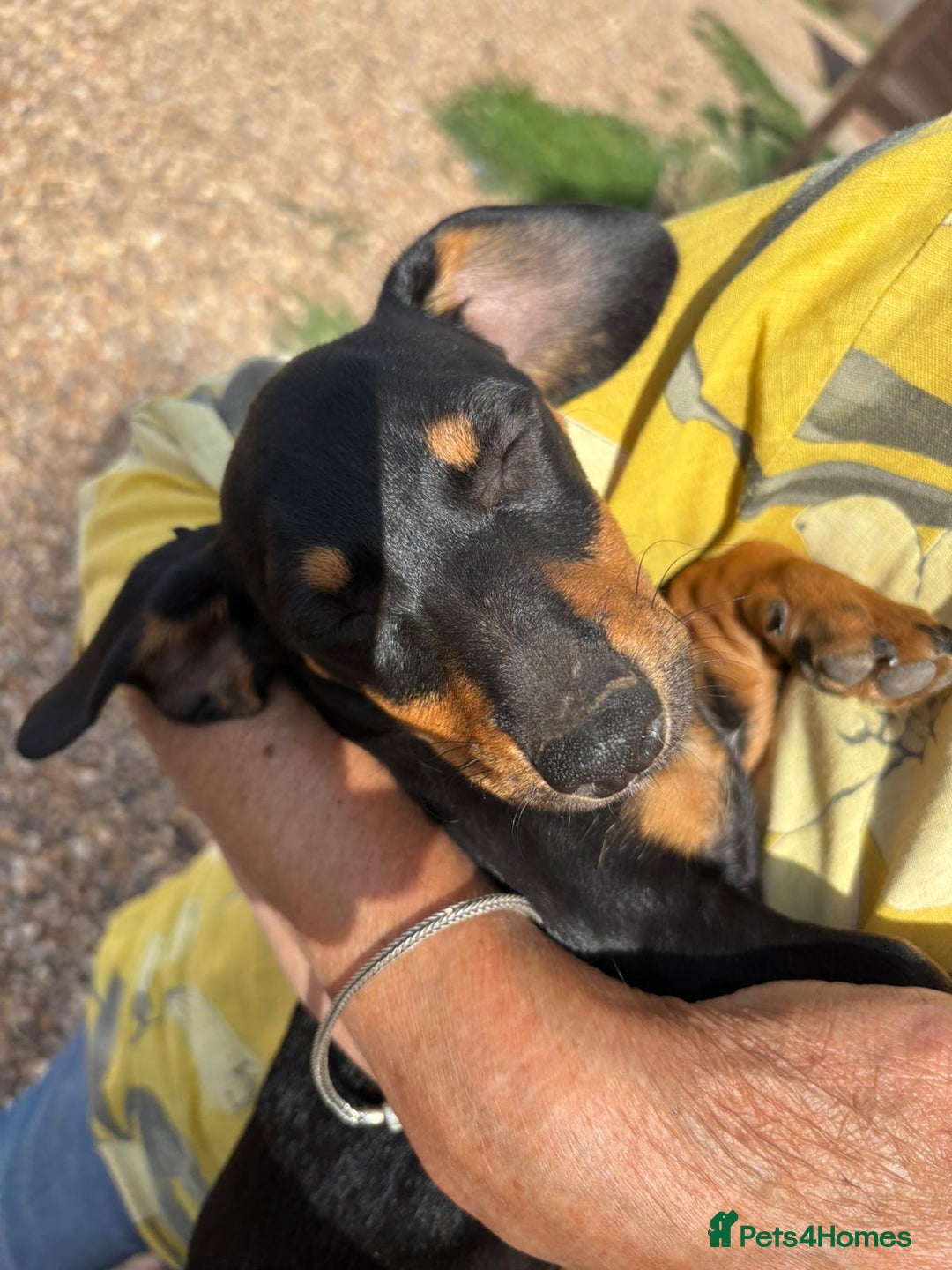 Mixed Breed dogs for sale: Daschund X Jack Russell Puppies  - Image 10