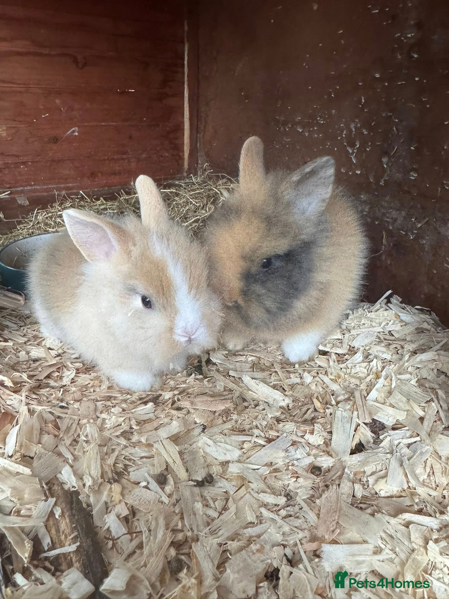 Lionhead rabbits 3 Lionhead Rabbits - Advert 1