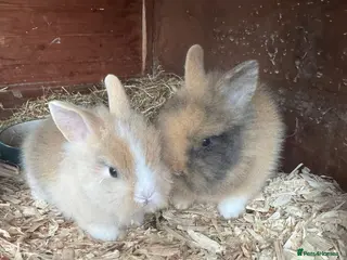 Lionhead rabbits 4 Lionhead Rabbits - Advert 1