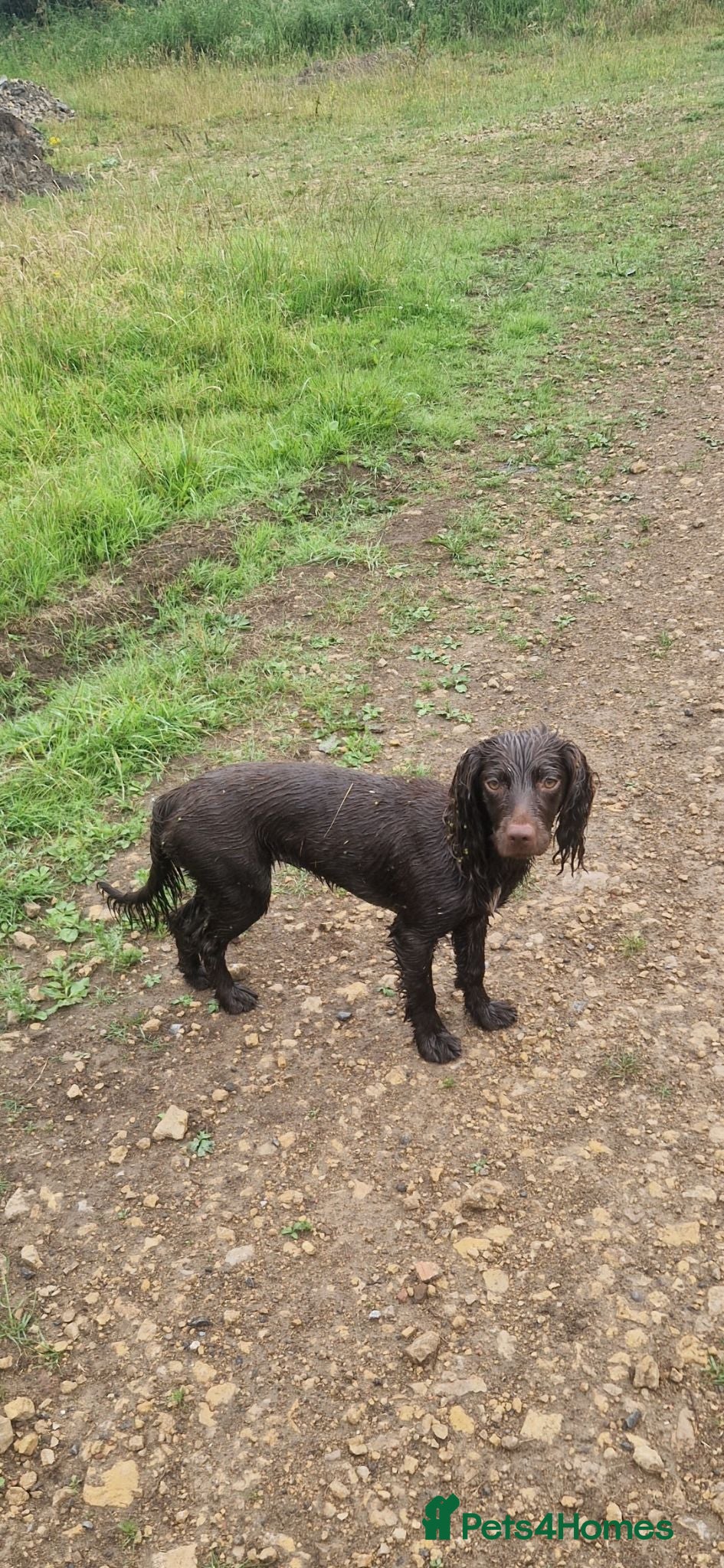Cocker Spaniel dogs Brown and black female cockers - Advert 2