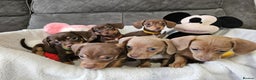 Dachshund dogs for sale: Cheeky Dachshund Puppies X - Advert 3
