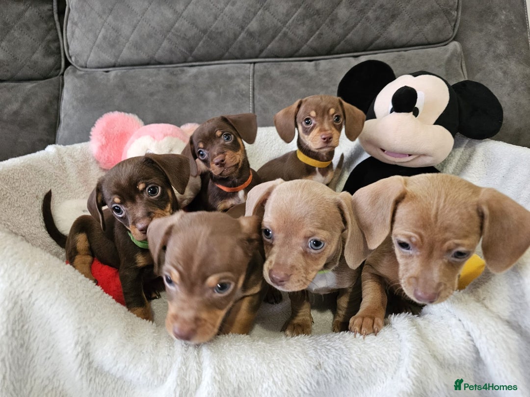 Dachshund dogs for sale: Cheeky Dachshund Puppies X - Advert 3