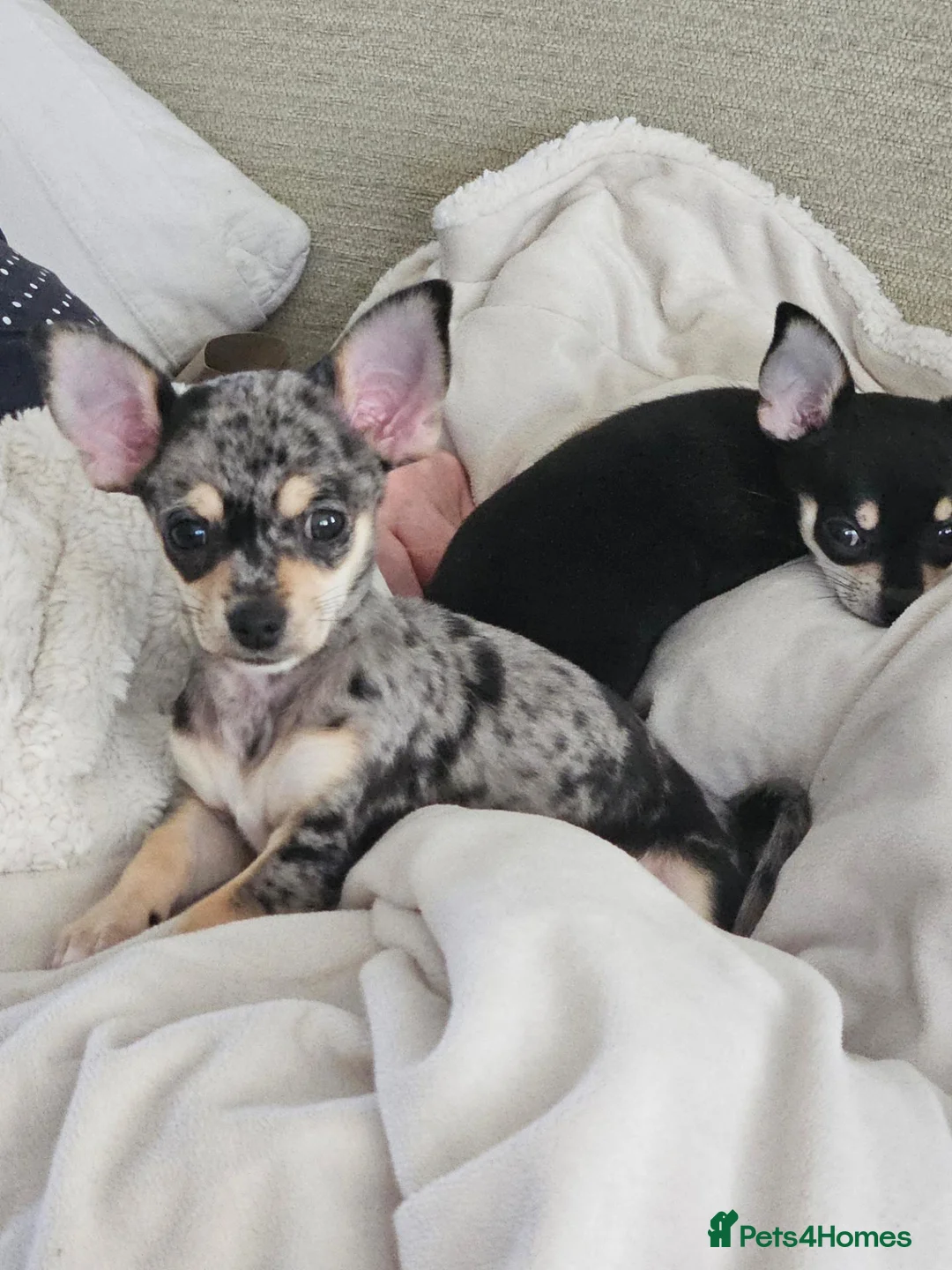 Chihuahua dogs for sale: Beautiful chihuahua pups in Sutton Coldfield - Advert 5