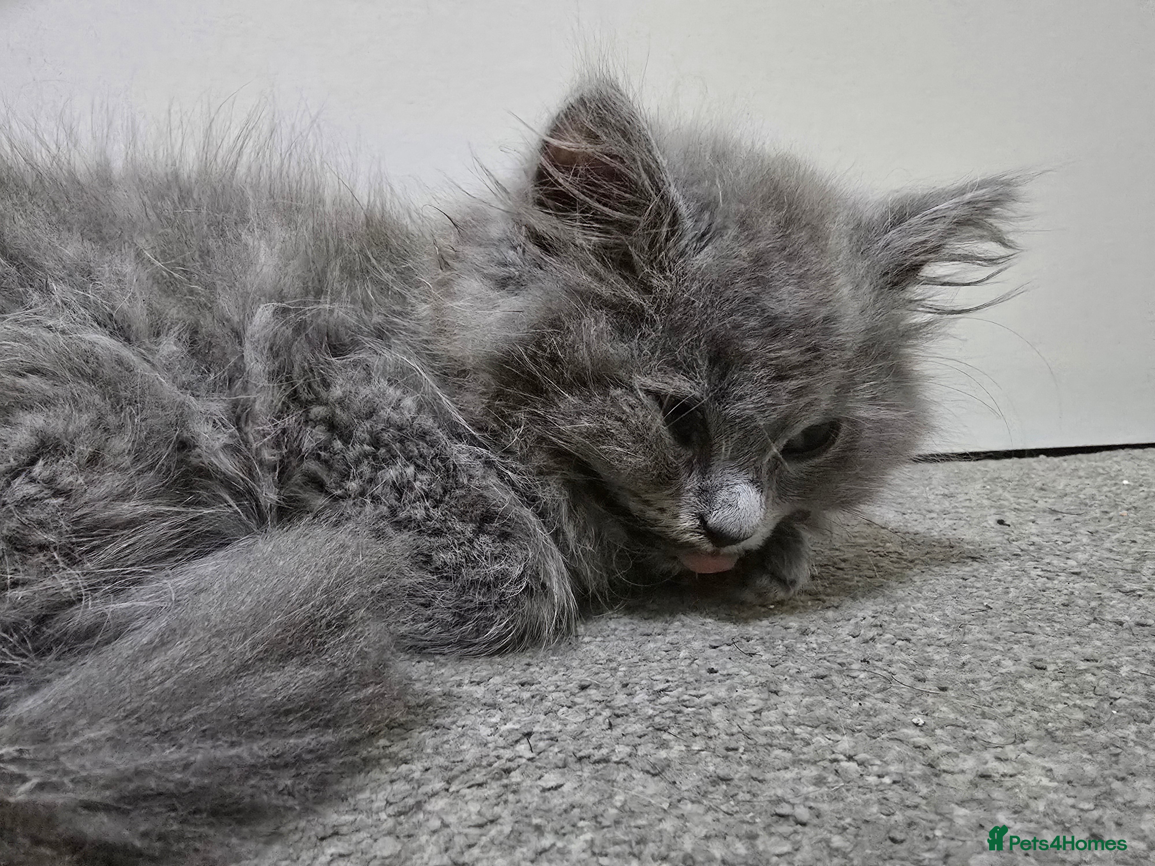 British Longhair cats British Blue X Ragdoll - Advert 1