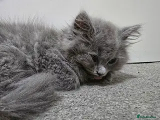 British Longhair cats British Blue X Ragdoll - Advert 1