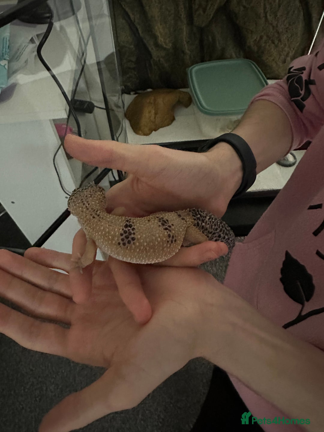 Gecko reptiles for sale: Female leopard gecko sale - Image 4