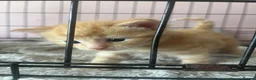 Mixed Breed cats for sale: 6 kittens mixed litter - Advert 4