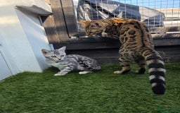 Bengal cats for sale:  Outstanding Quality Bengal kittens ready to leave - Image 25