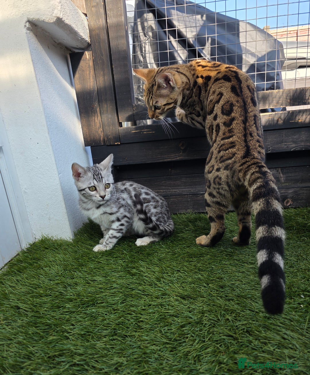 Bengal cats for sale:  Outstanding Quality Bengal kittens ready to leave - Image 25