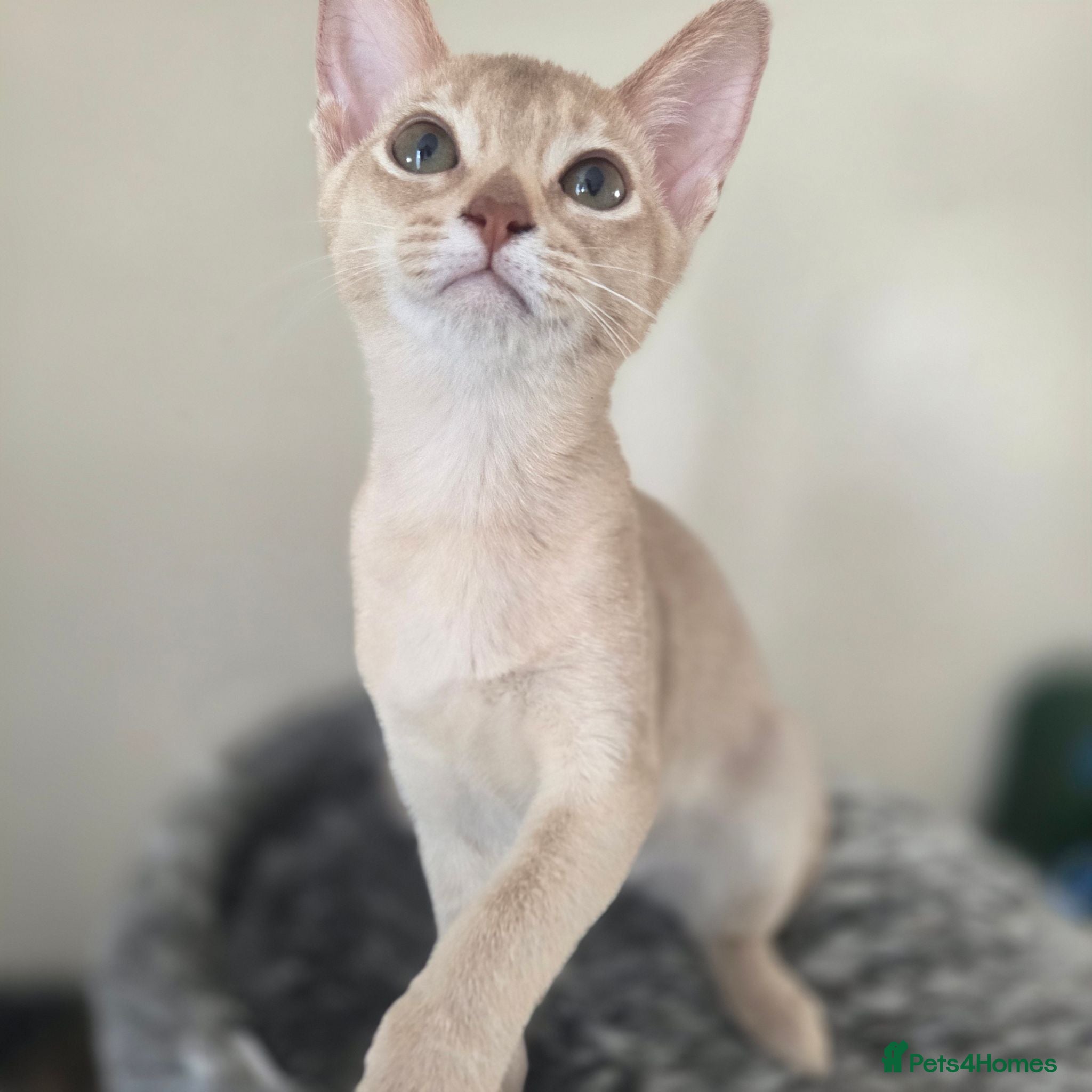 Abyssinian cats Ready now-Lovely girl Looking for a Home ❤️  - Advert 2