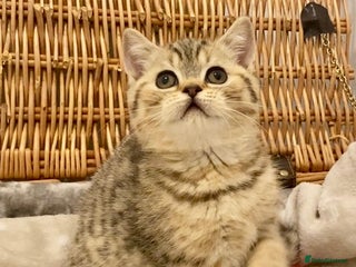 British Shorthair cats 🧸EXCEPTIONAL QUALITY PURE BREED BSH TEDDY BEARS🧸 - Advert 13