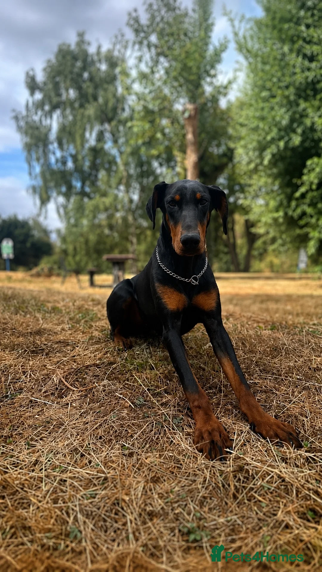 Dobermann dogs for sale: 10-Month-Old Female Doberman – Well-Trained - Advert 1