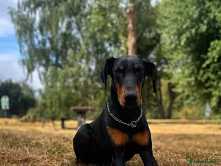 Dobermann dogs 10-Month-Old Female Doberman – Well-Trained - Advert 5