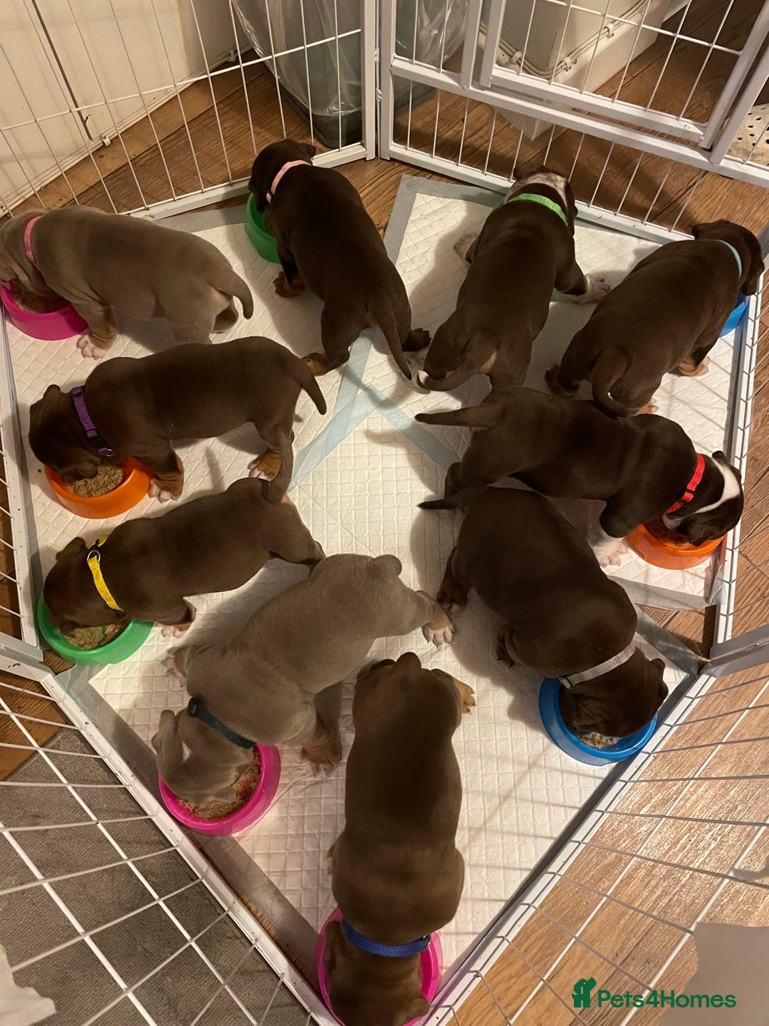 Olde English Bulldogge dogs for sale: NEBBR registered Olde English bulldogge puppies - Advert 2
