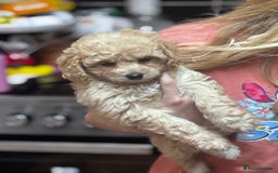 Cavapoo dogs for sale: Caverpoo babies  - Image 12