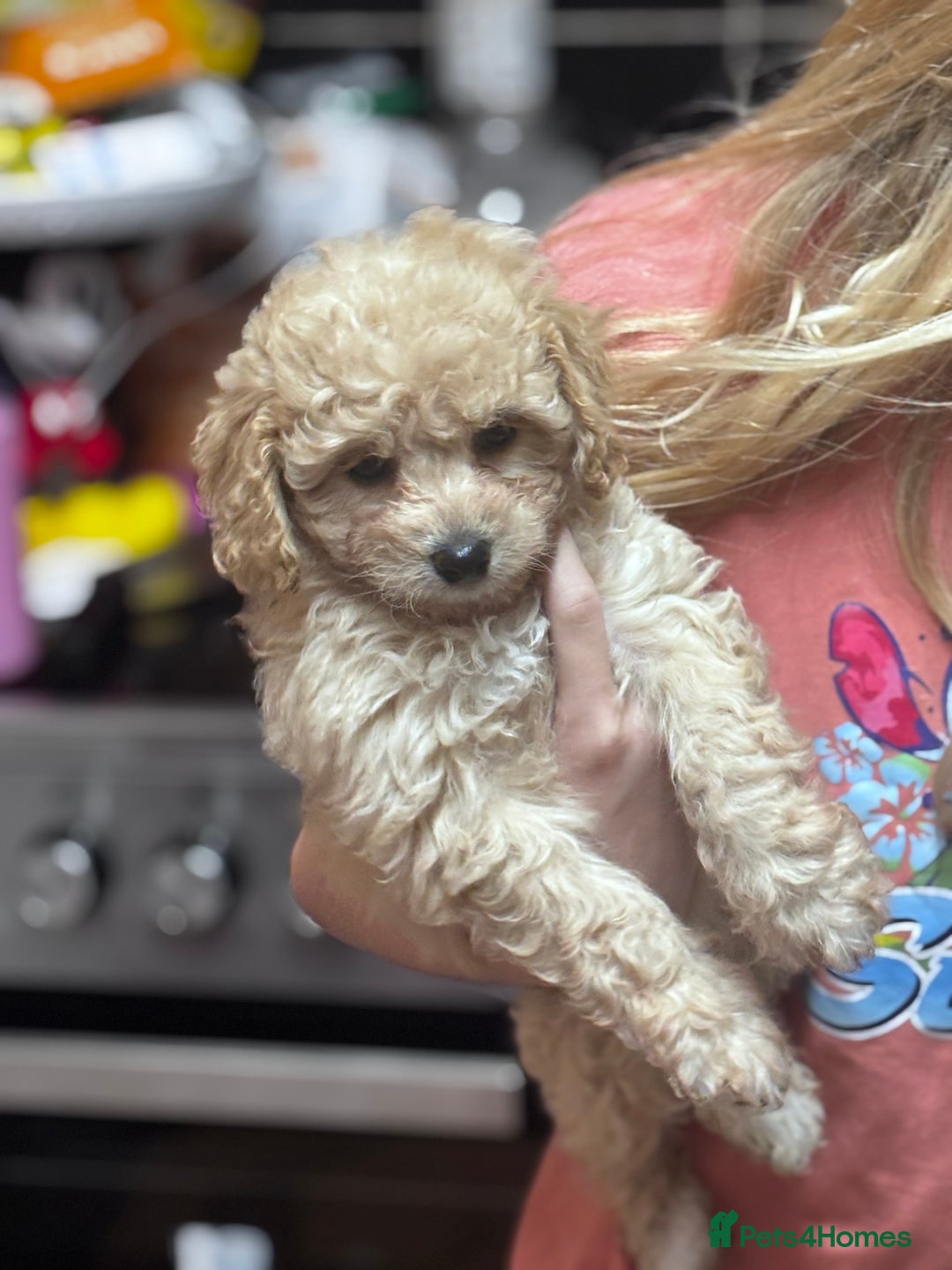 Cavapoo dogs for sale: Caverpoo babies  - Image 12