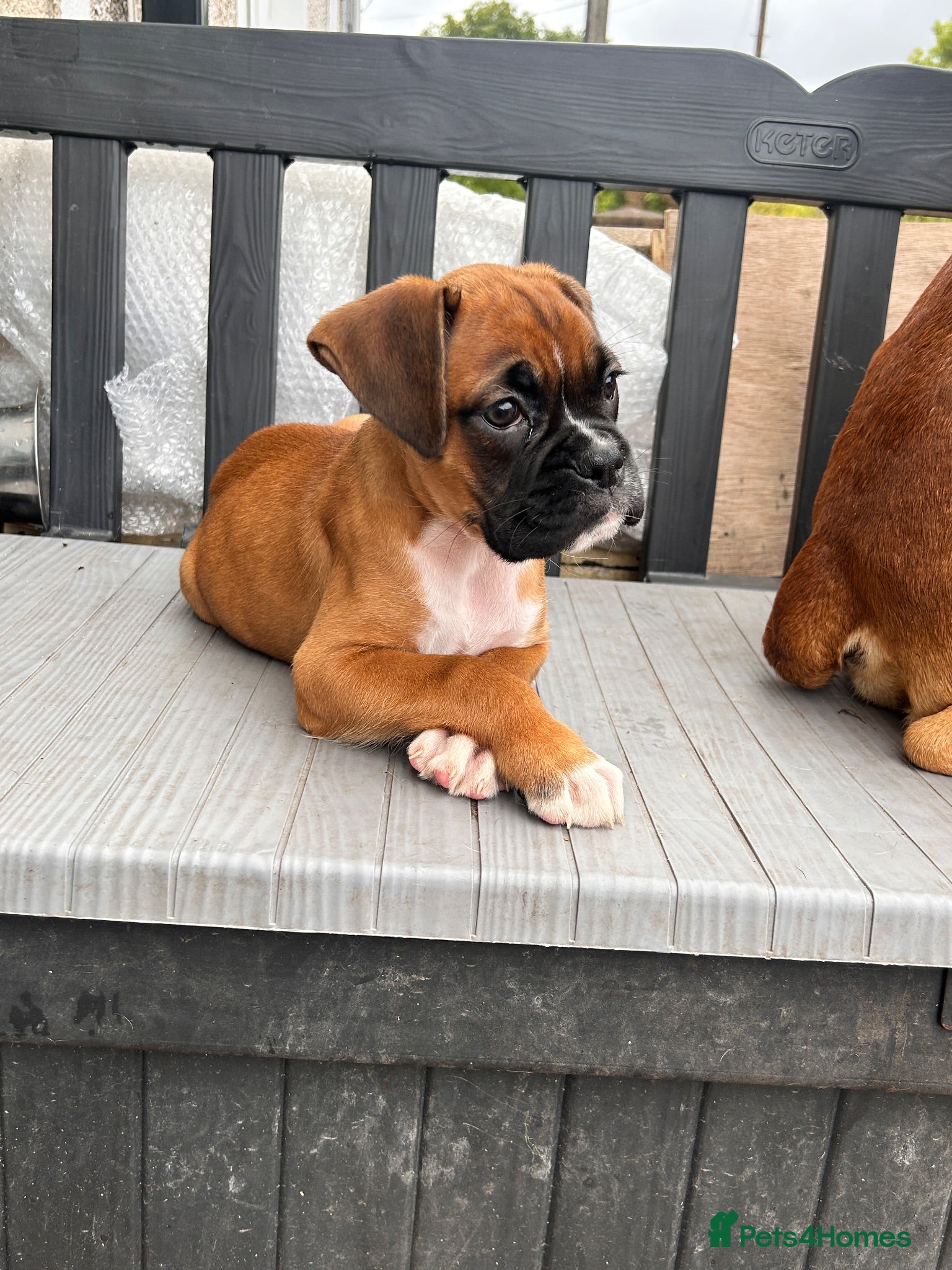 Boxer dogs Last little boy available-READY NOW.  - Advert 1