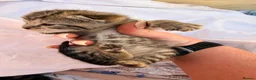 Mixed Breed cats for sale: Tabby/bengal kittens  - Advert 6