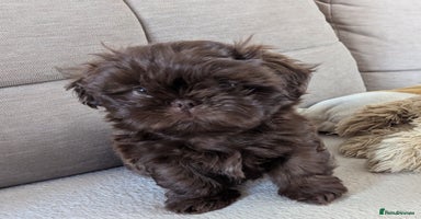 Shih Tzu dogs - Advert 10