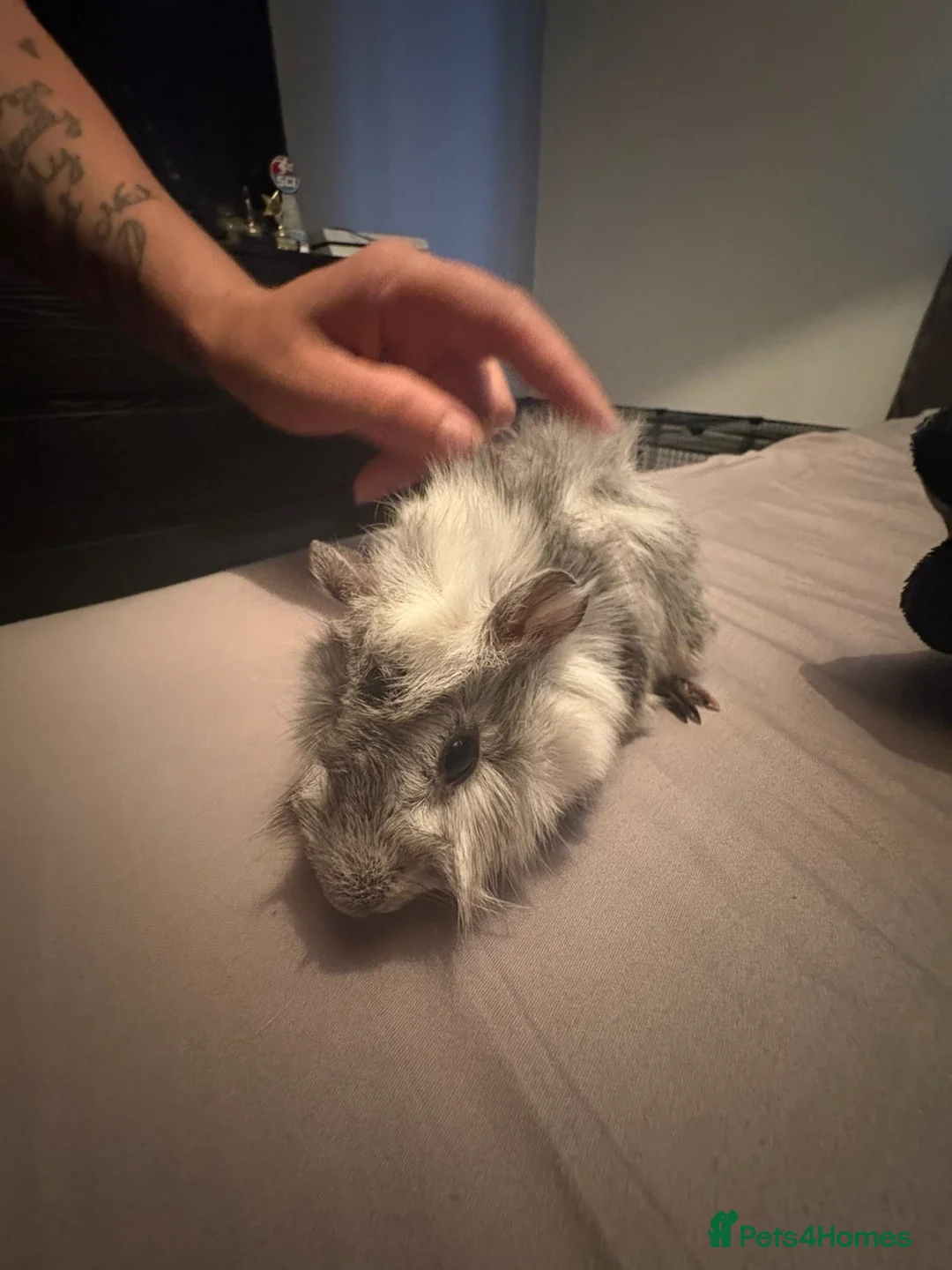 Guinea Pig rodents for sale: Guinea pig boars - Advert 2