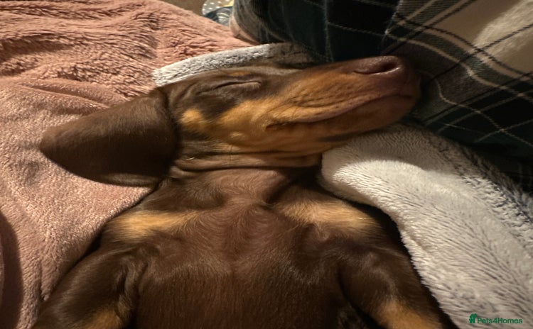 Miniature Dachshund dogs - Advert 1