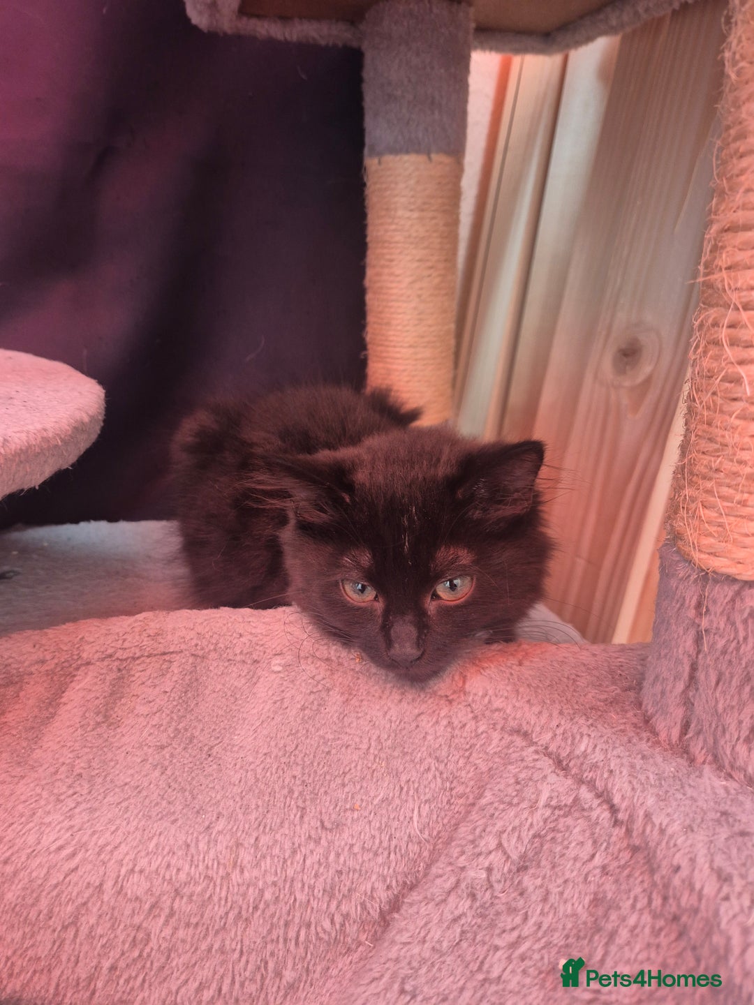 Mixed Breed cats for sale: Mixed kittens - Image 3