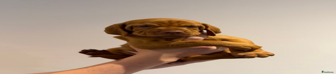 Hungarian Vizsla Puppy 2- red collar 