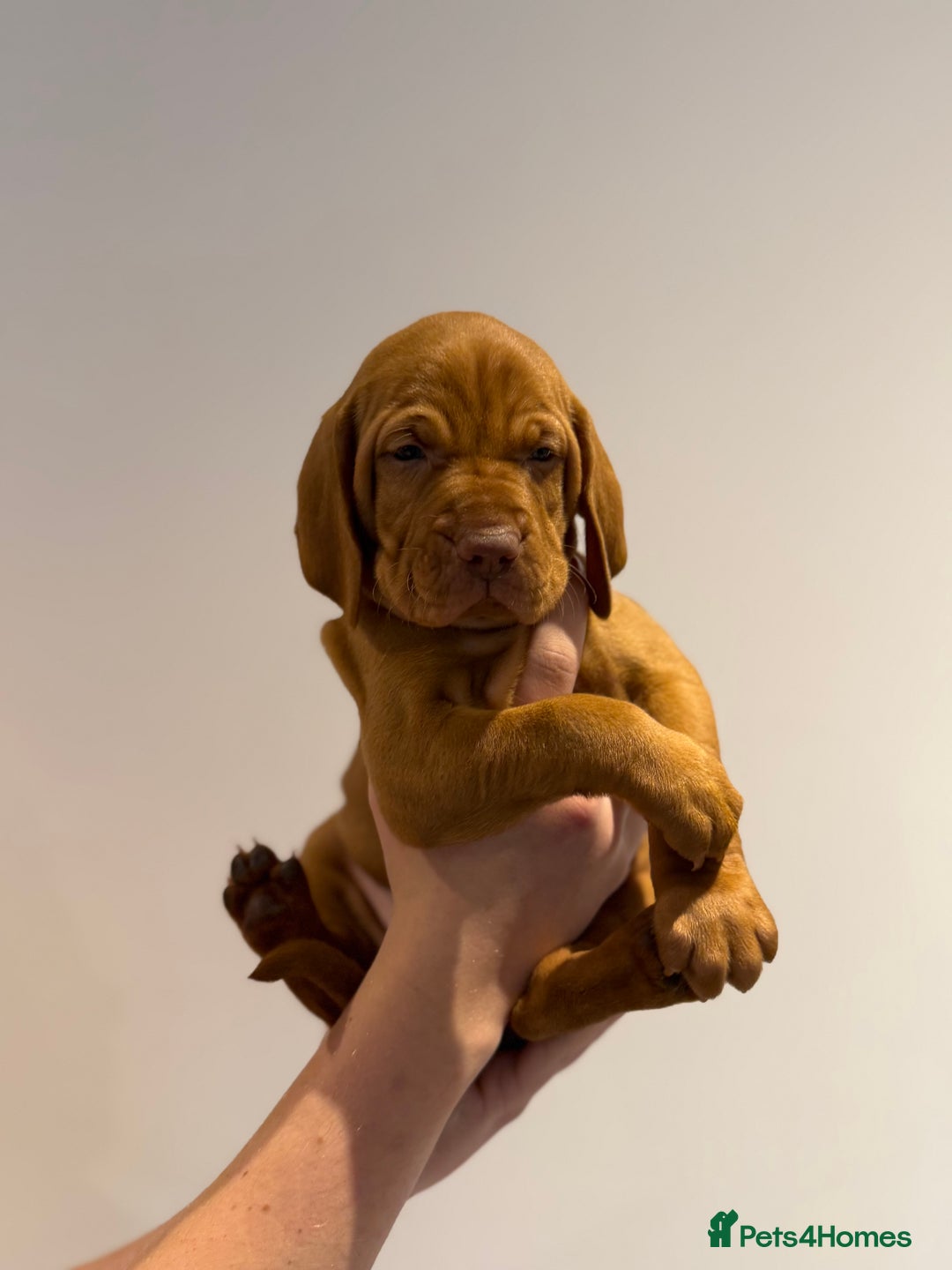 Hungarian Vizsla dogs for sale: KC regarding Hungarian Vizsla puppies - Image 21