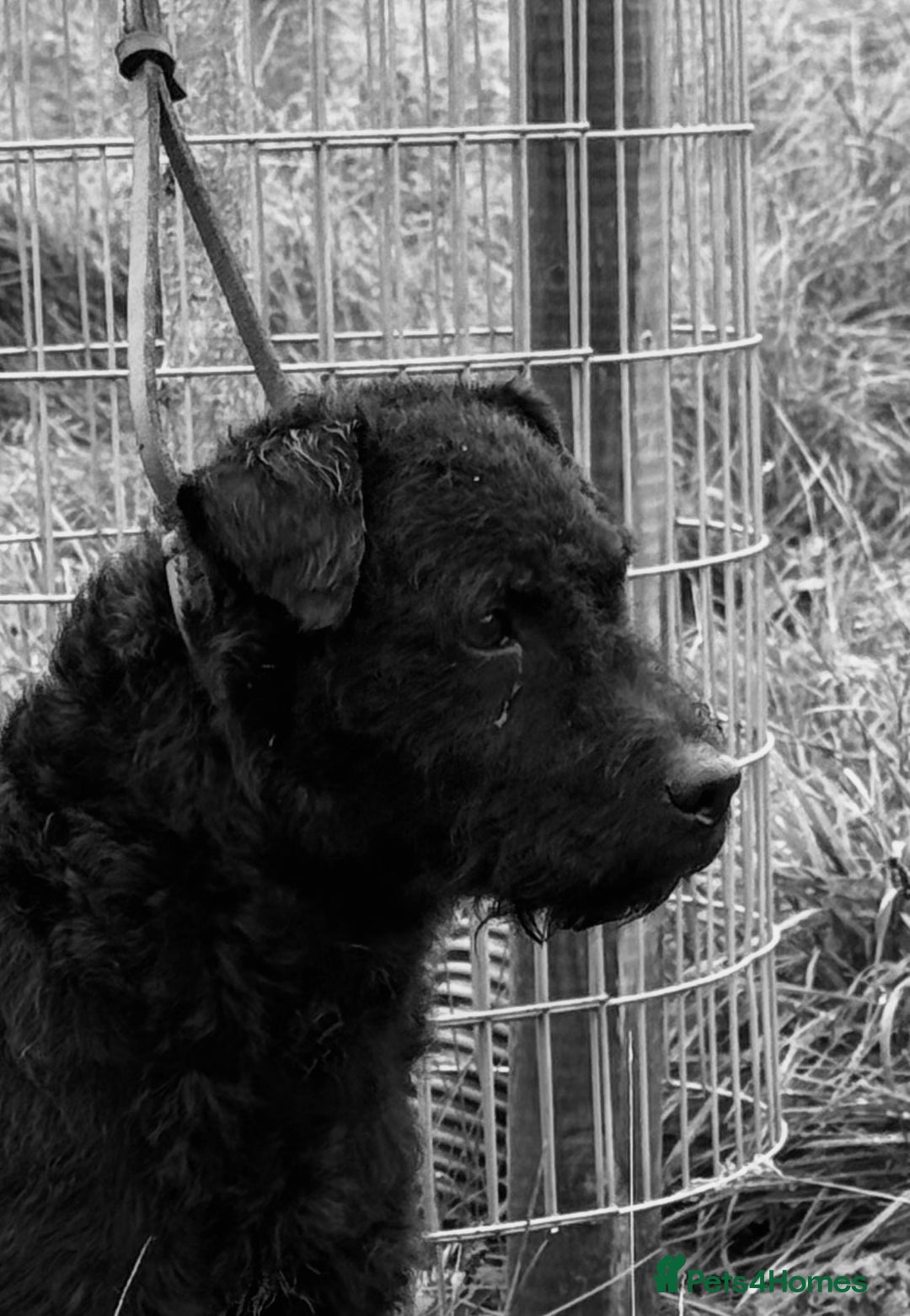 Lakeland Terrier dogs for sale: Black Lakeland/fell terrier girl  - Advert 3