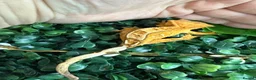 Gecko reptiles for sale: Crested Gecko - Advert 5