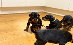 Dobermann dogs for sale: KC Registered Champion-lines Dobermans - Image 21