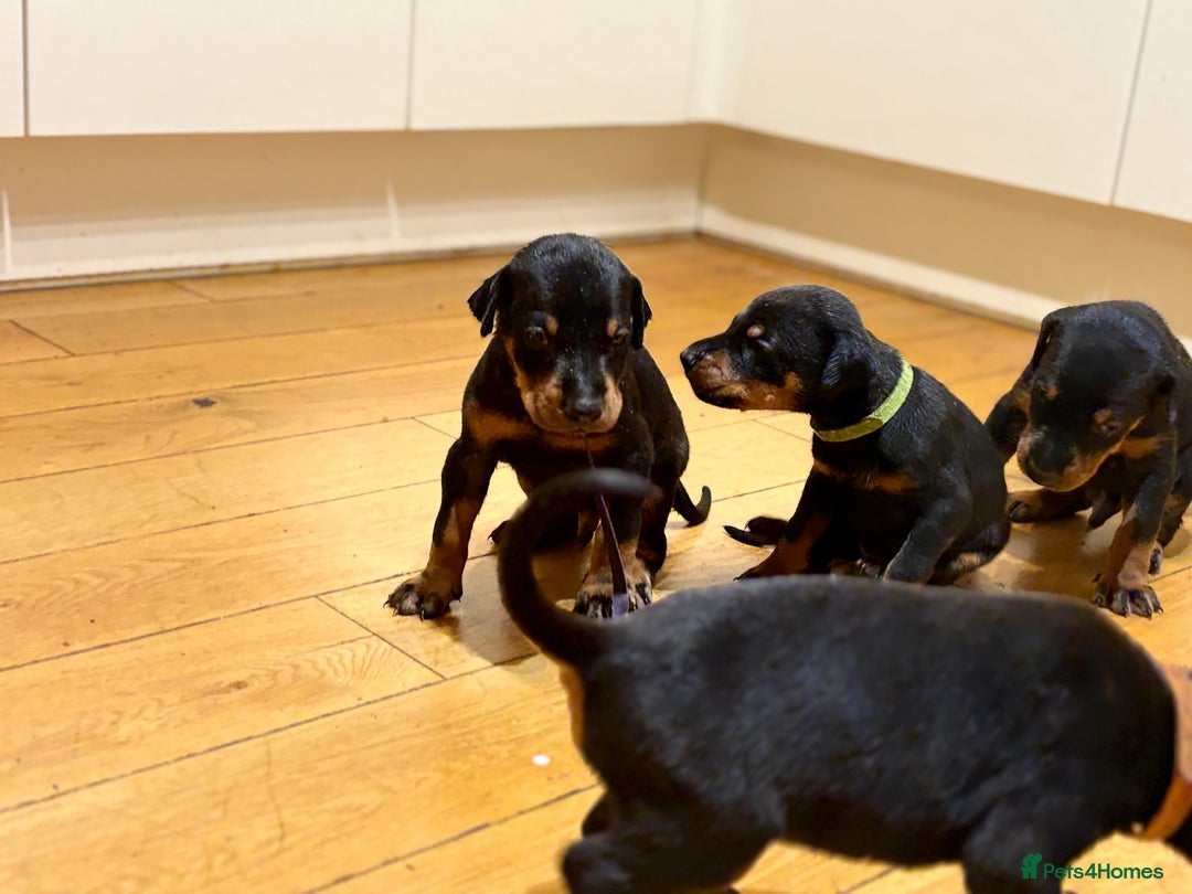 Dobermann dogs for sale: KC Registered Champion-lines Dobermans - Image 21
