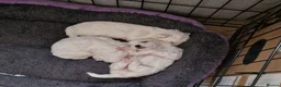 Bichon Frise dogs for sale: Bischon free - Advert 3
