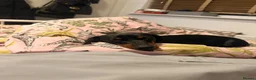 Miniature Dachshund dogs for stud: Miniature dachshund stud  - Advert 5