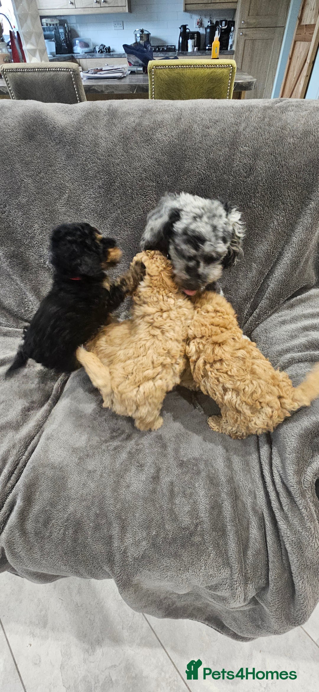 Toy Poodle dogs for sale: Beautiful Toy Poodle Puppies - Advert 27