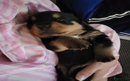 Rottweiler dogs for sale: 1 male 1 female rottweiler  - Image 18