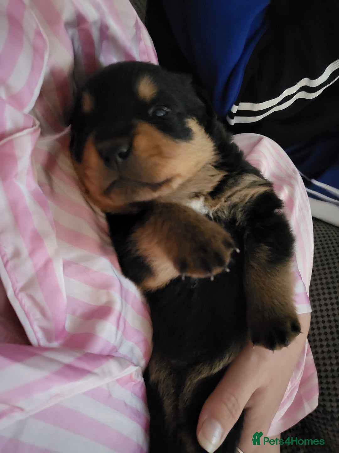 Rottweiler dogs for sale: 1 male 1 female rottweiler  - Image 18