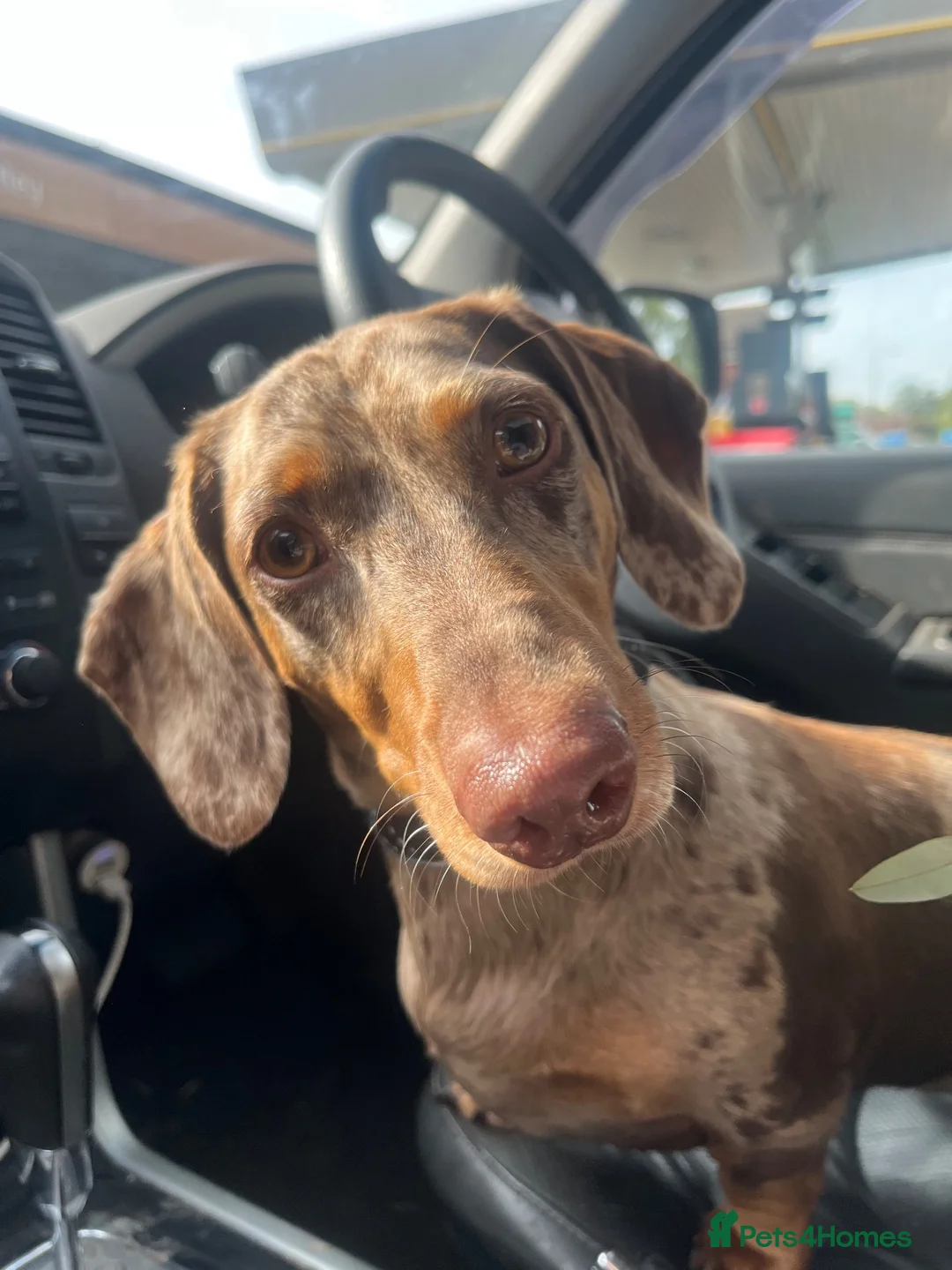 Dachshund dogs for stud: Chocolate dapple dachshund for stud in Burnley - Advert 2