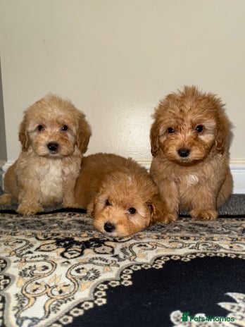 Cockapoo dogs Ready to go adorable cockapoo puppies - Advert 15