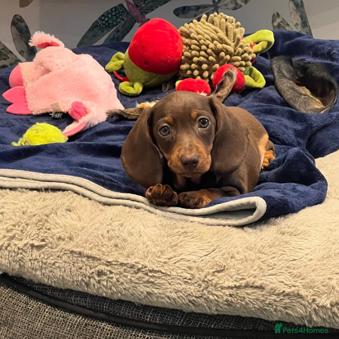 Miniature Dachshund dogs for sale: Fully vaccinated and ready TO GO,kc reg pra clear in Warrington - Image 5