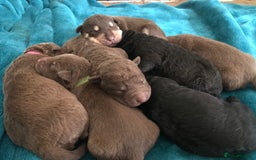 Mixed Breed dogs for sale: Beautiful puppies for sale  - Image 5