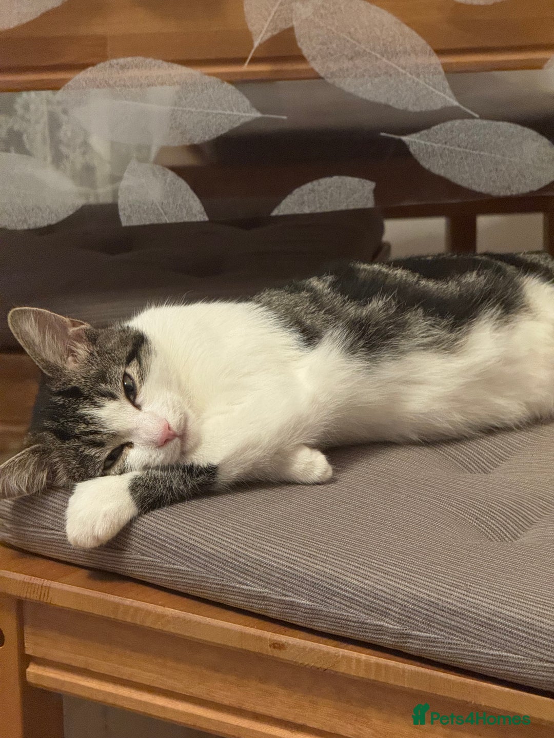 British Shorthair cats for sale: Female British Short Hair - Advert 2