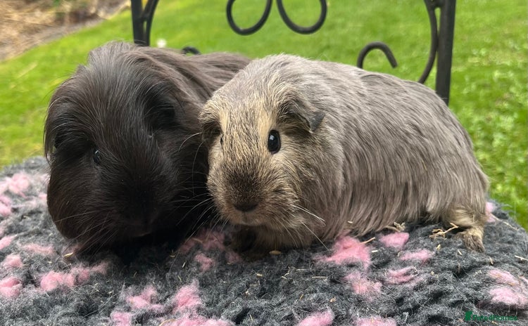Guinea Pig rodents - Advert 2