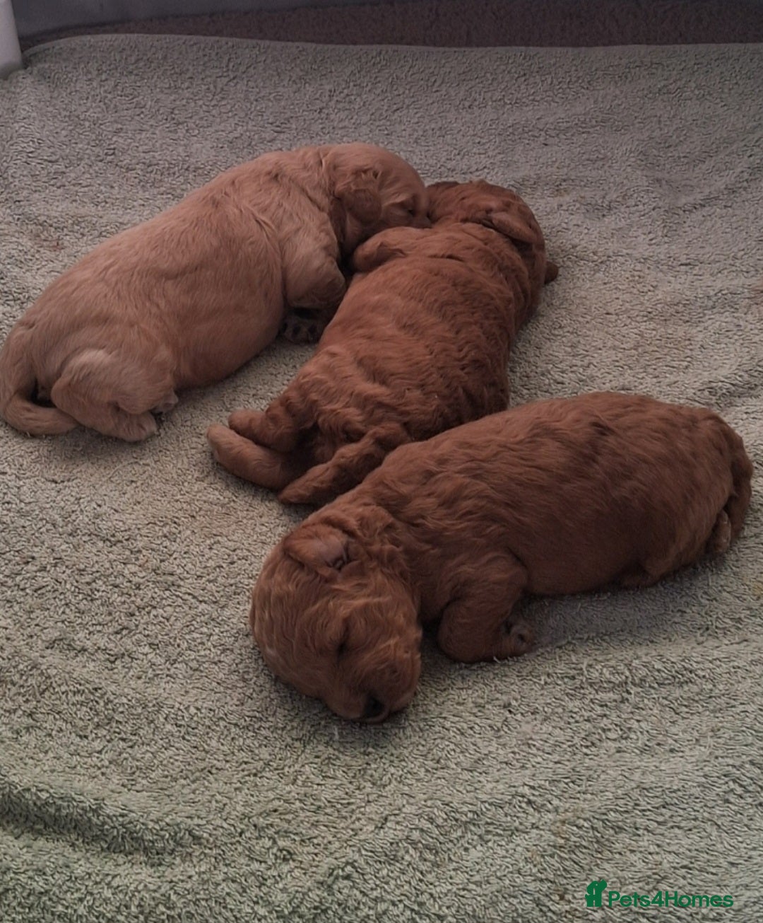 Cockapoo dogs F1b Toy cockapoo puppies - Advert 1