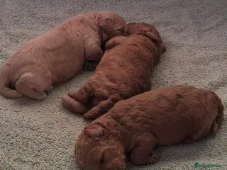 Cockapoo dogs F1b Toy cockapoo puppies - Advert 1